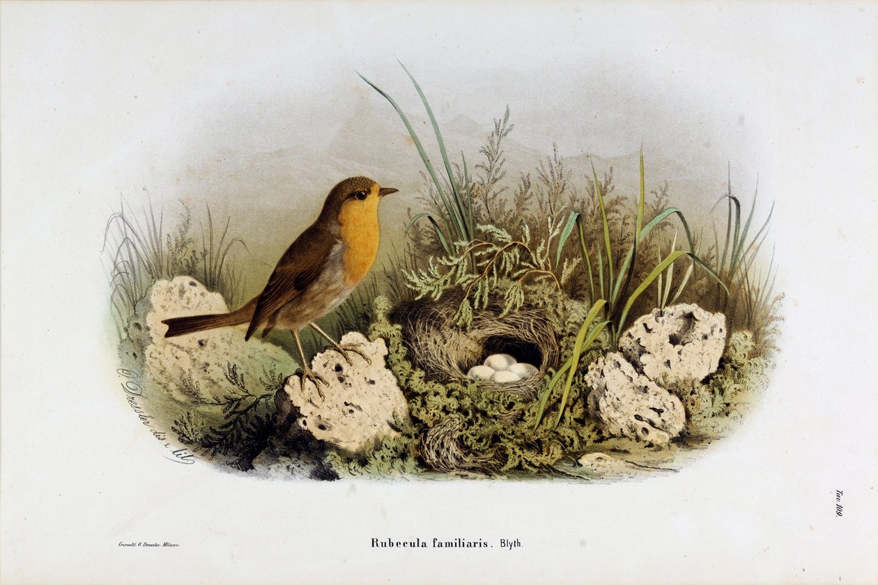 Afbeelding van roodborstje (Rubecula familiaris) (Chromolithografie) door Eugenio and Dressler Oscar  Bettoni