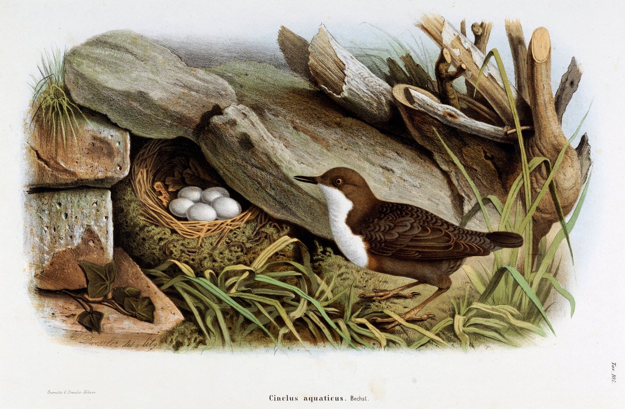 Afbeelding van de vogel Cincle duiker (Cinclus aquaticus) (Chromolithografie) door Eugenio and Dressler Oscar  Bettoni