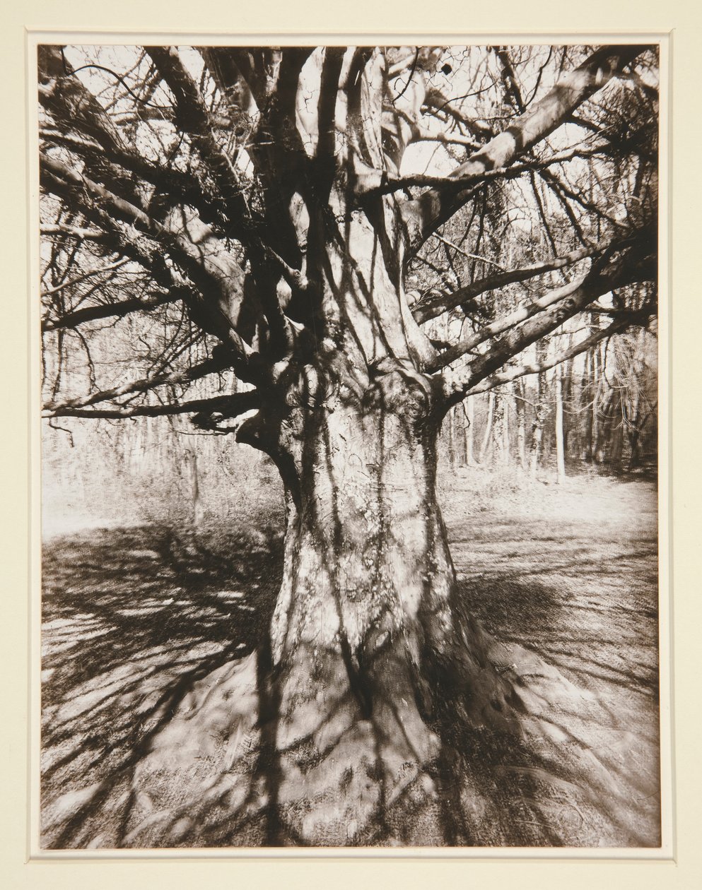 Beuk door Eugène Atget
