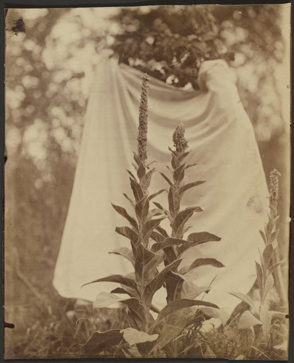 Bouillon Blanc (Meulleinplant) door Eugène Atget