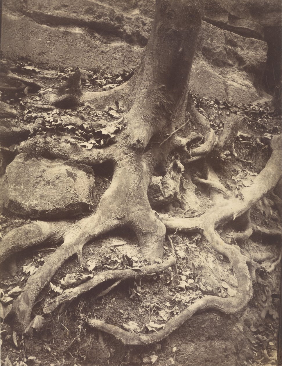 Boomwortels, Saint-Cloud door Eugène Atget