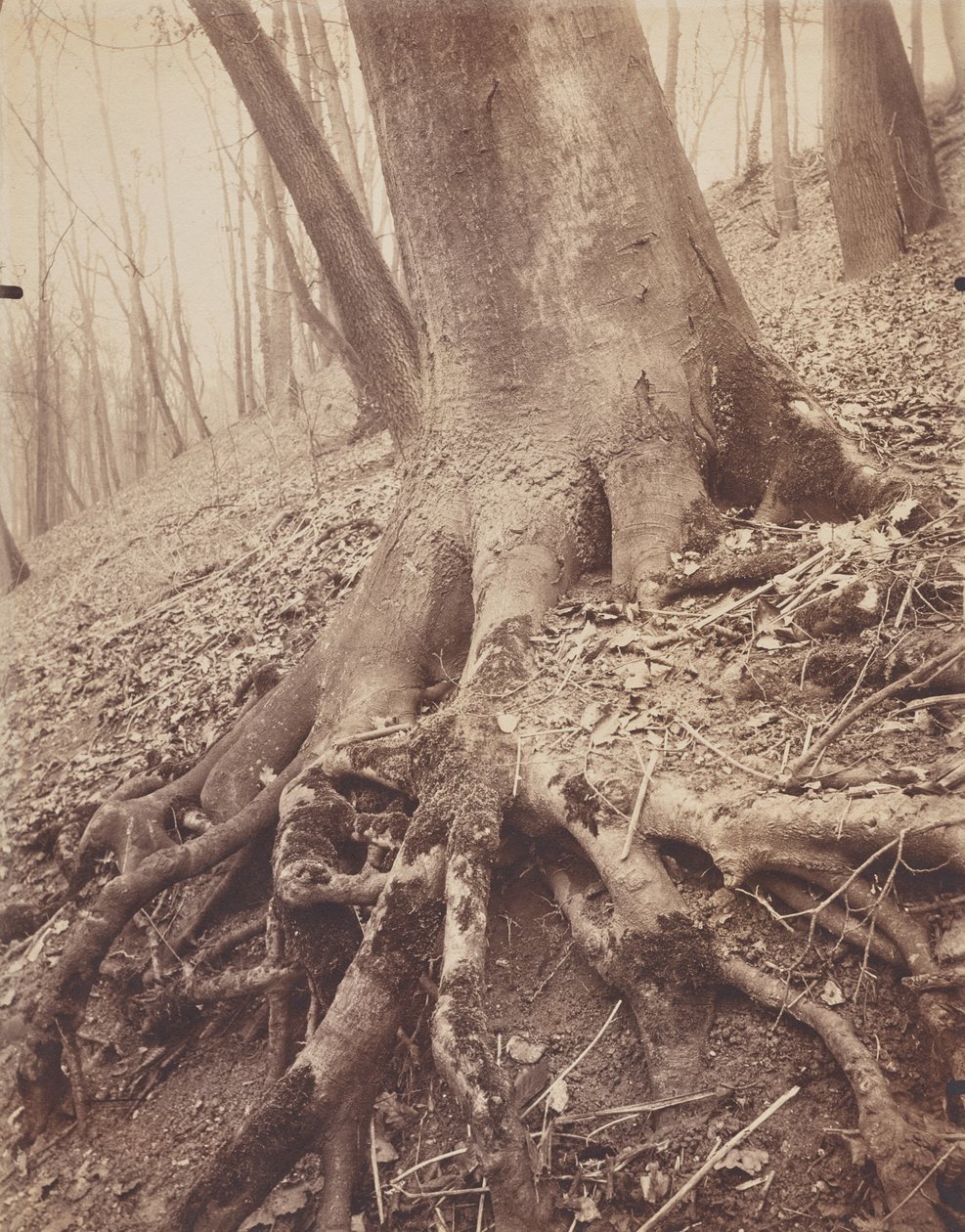 Bomen en Wortels door Eugène Atget