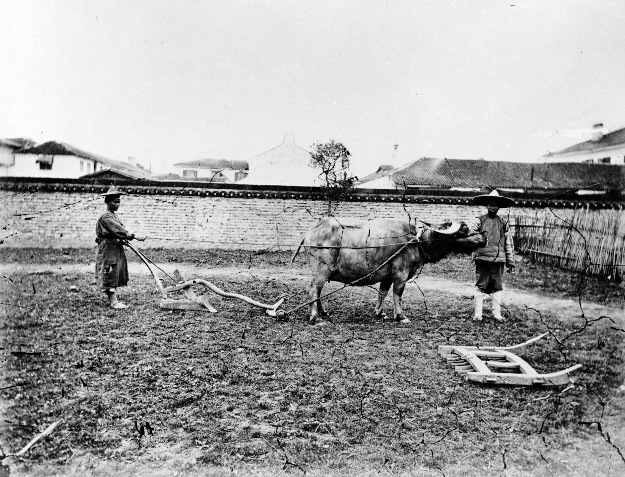 Chinese boeren gebruiken ossen om hun veld te ploegen, ca. 1865 door European Photographer