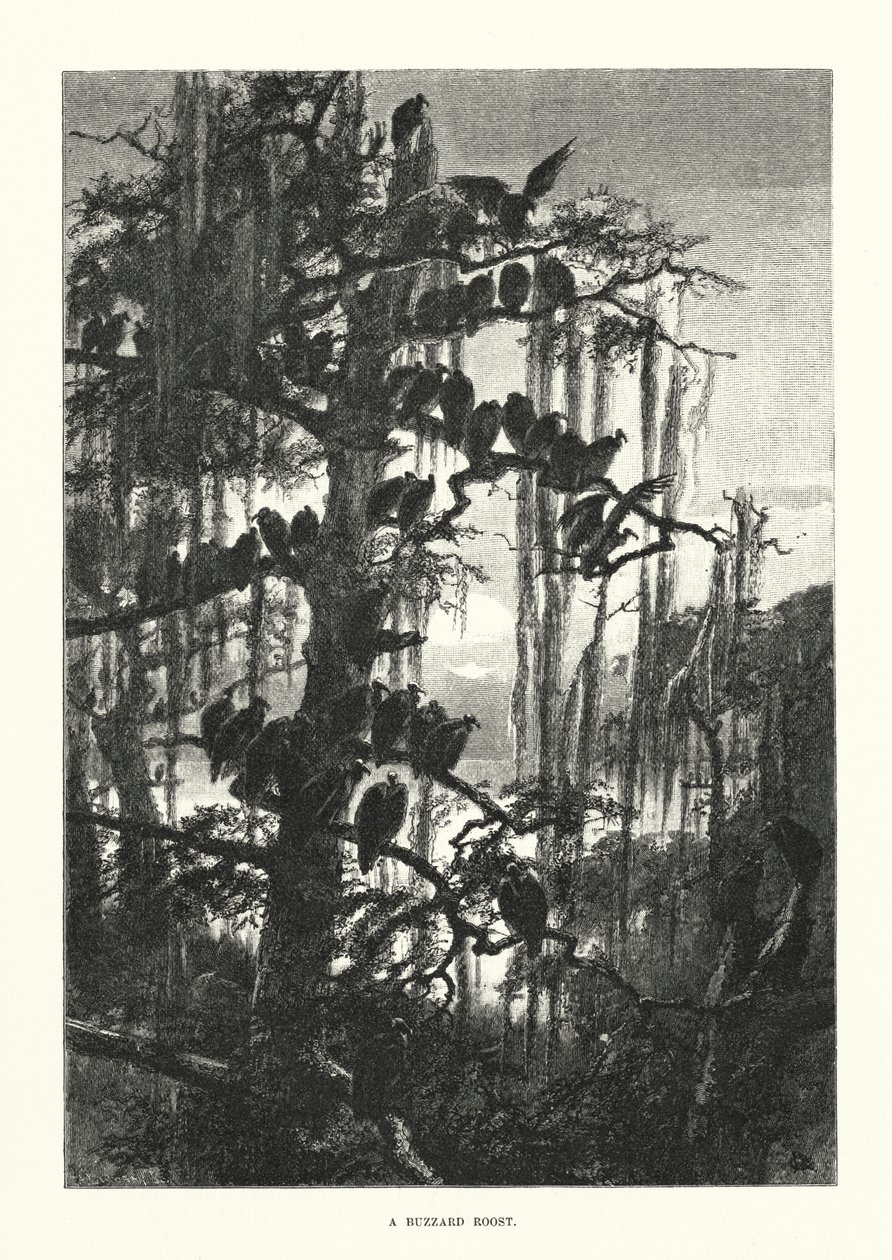Een buizerdhut (gravure) door European School