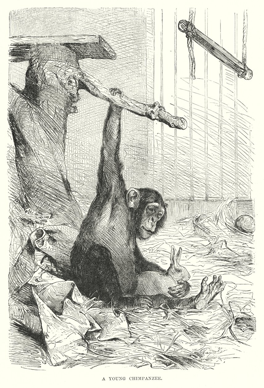 Een jonge chimpansee (gravure) door European School