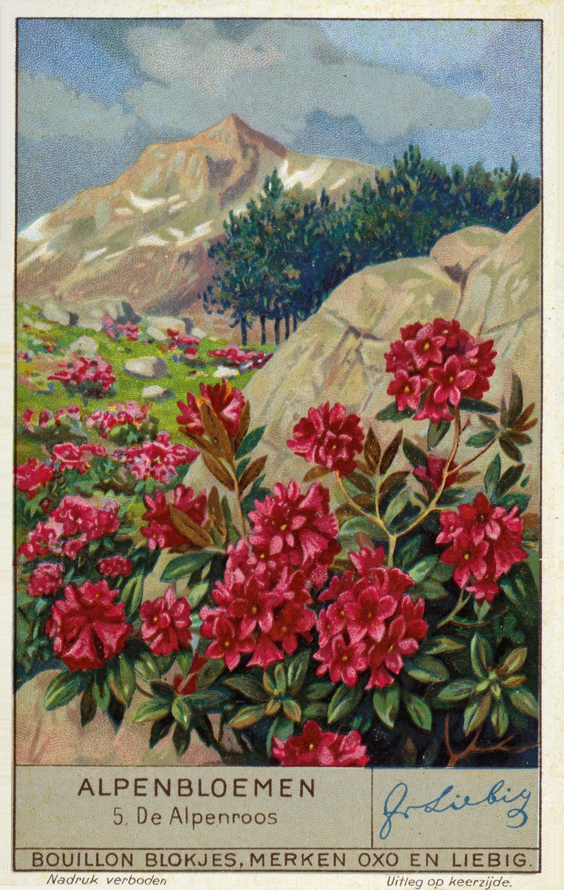 Alpenrose (Rhododendron ferrugineum) (chromolitho) door European School