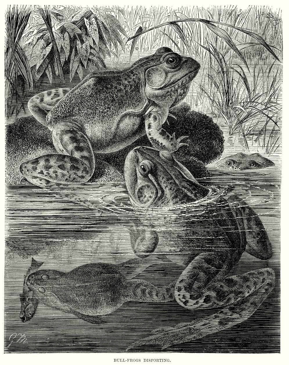 Stierkikkers aan het sporten (gravure) door European School