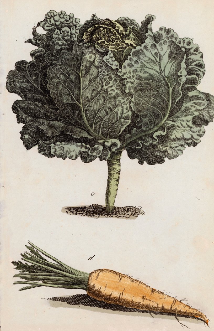 Kool en wortel (kleurenlitho) door European School