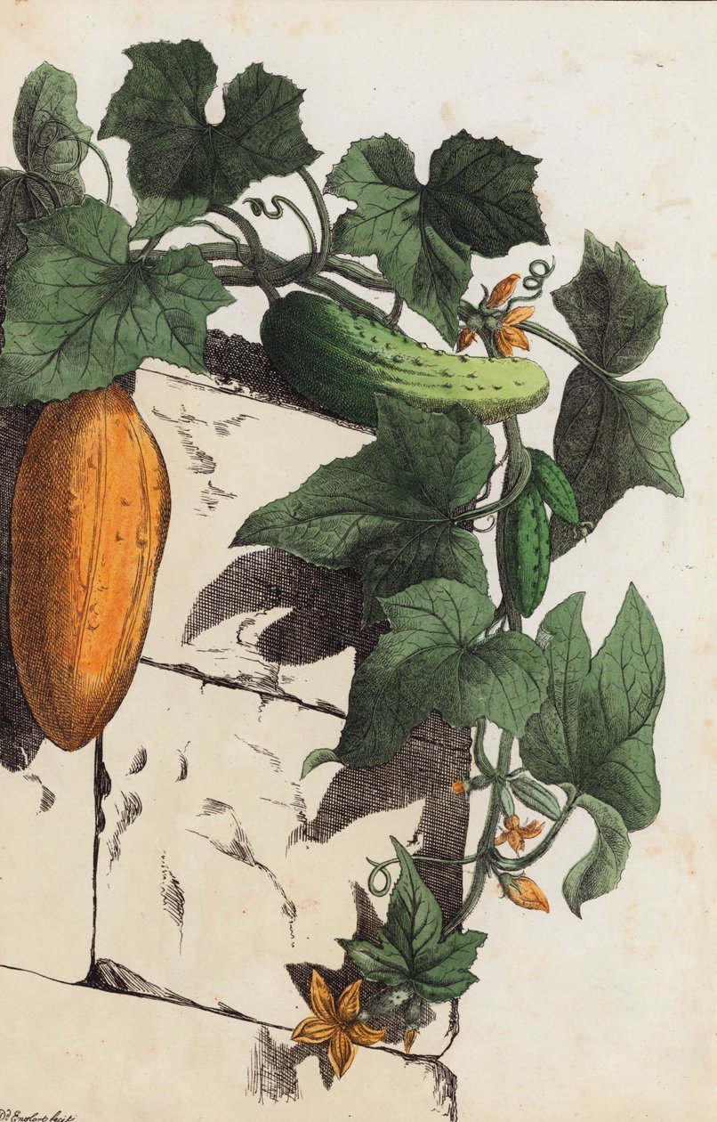 Komkommerplant (kleurenlitho) door European School