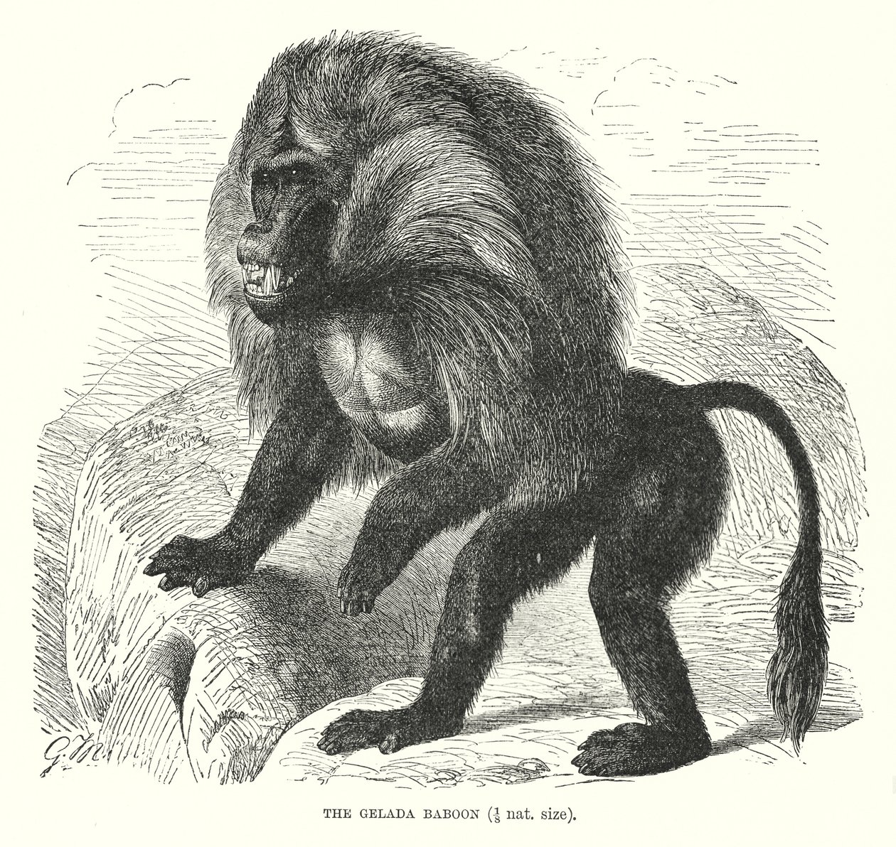 Gelada baviaan (gravure) door European School