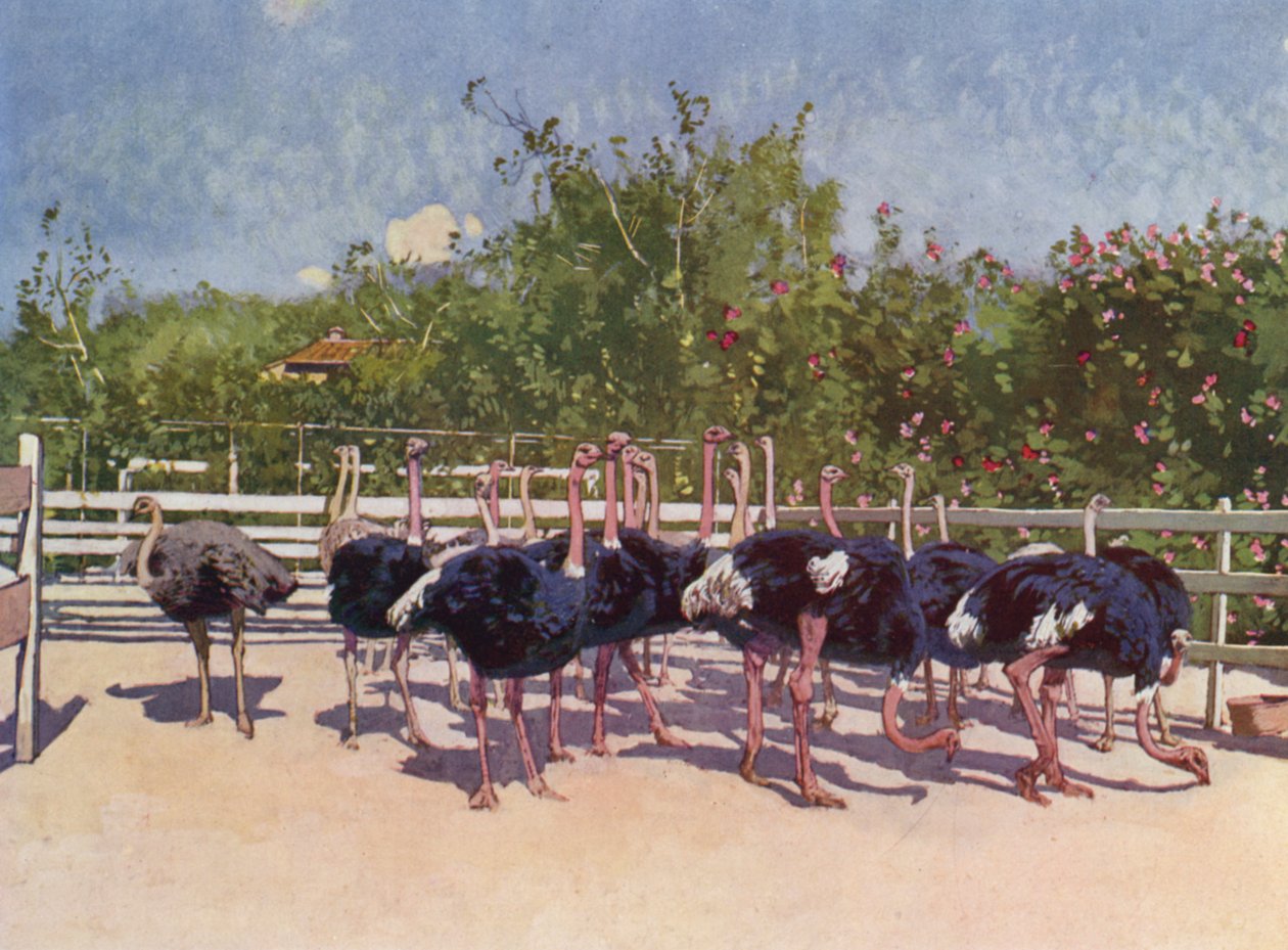 Nice, Struisvogels op de boerderij van Nice (kleurenlitho) door European School