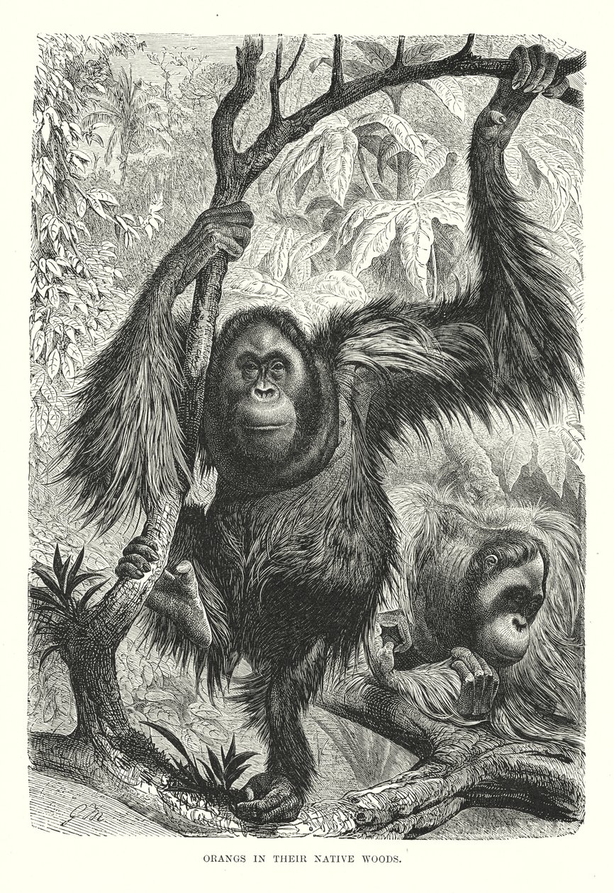 Orangs in hun natuurlijke bossen (gravure) door European School