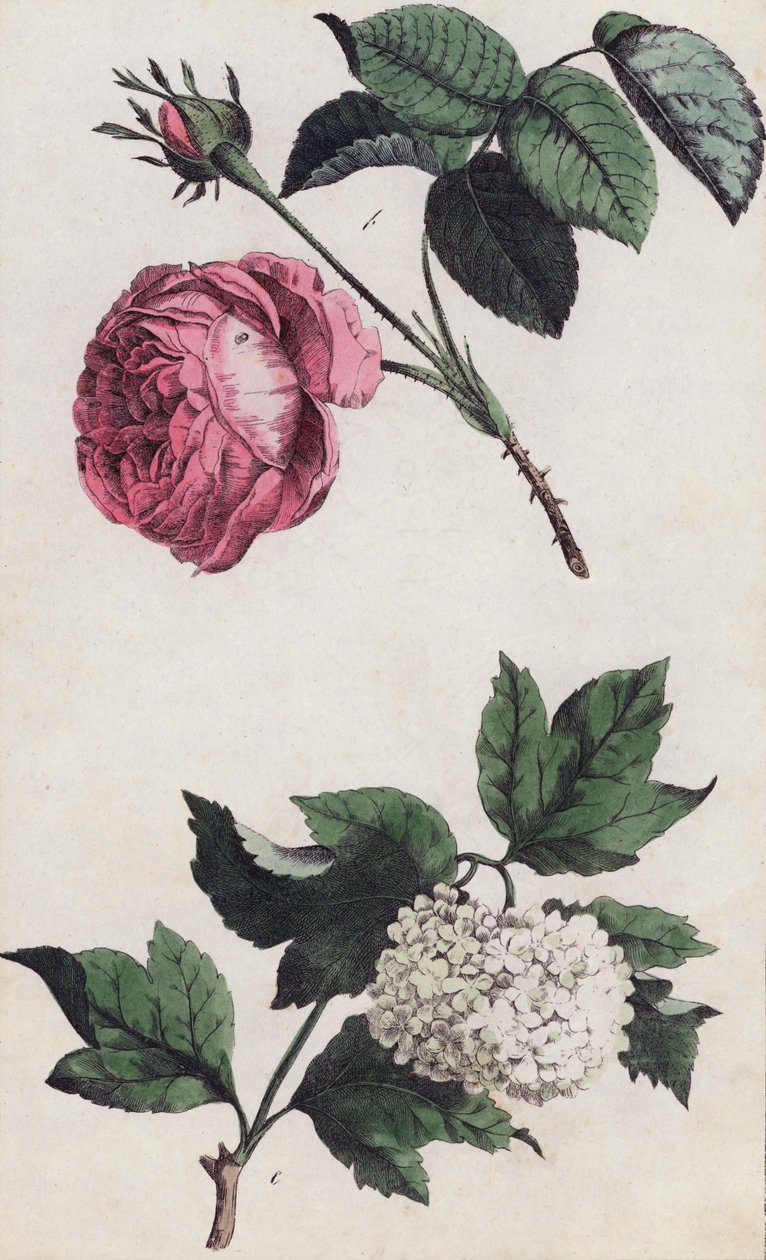 Roze roos en witte hortensia (kleurenlitho) door European School