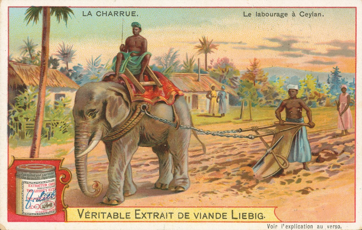 Ploegen door olifant, Ceylon, Liebig-kaart, begin 20e eeuw (chromo) door European School