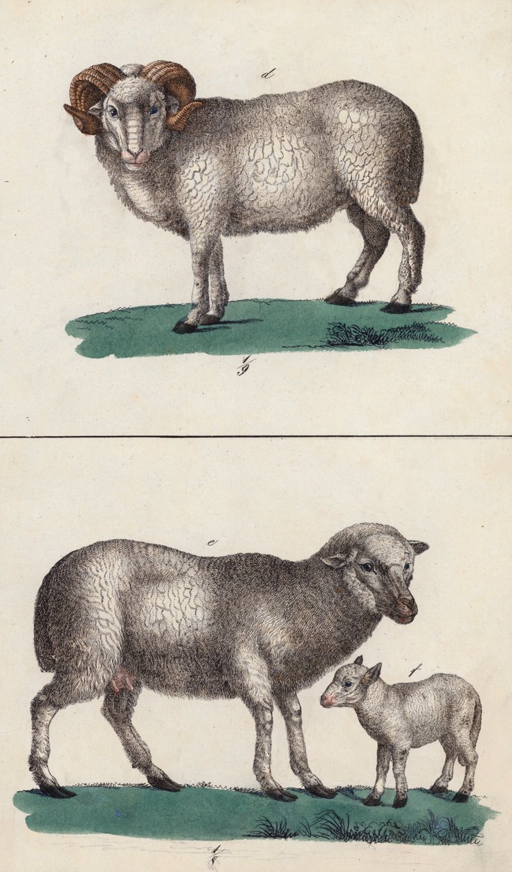 Ram, schaap en lam (kleurenlitho) door European School