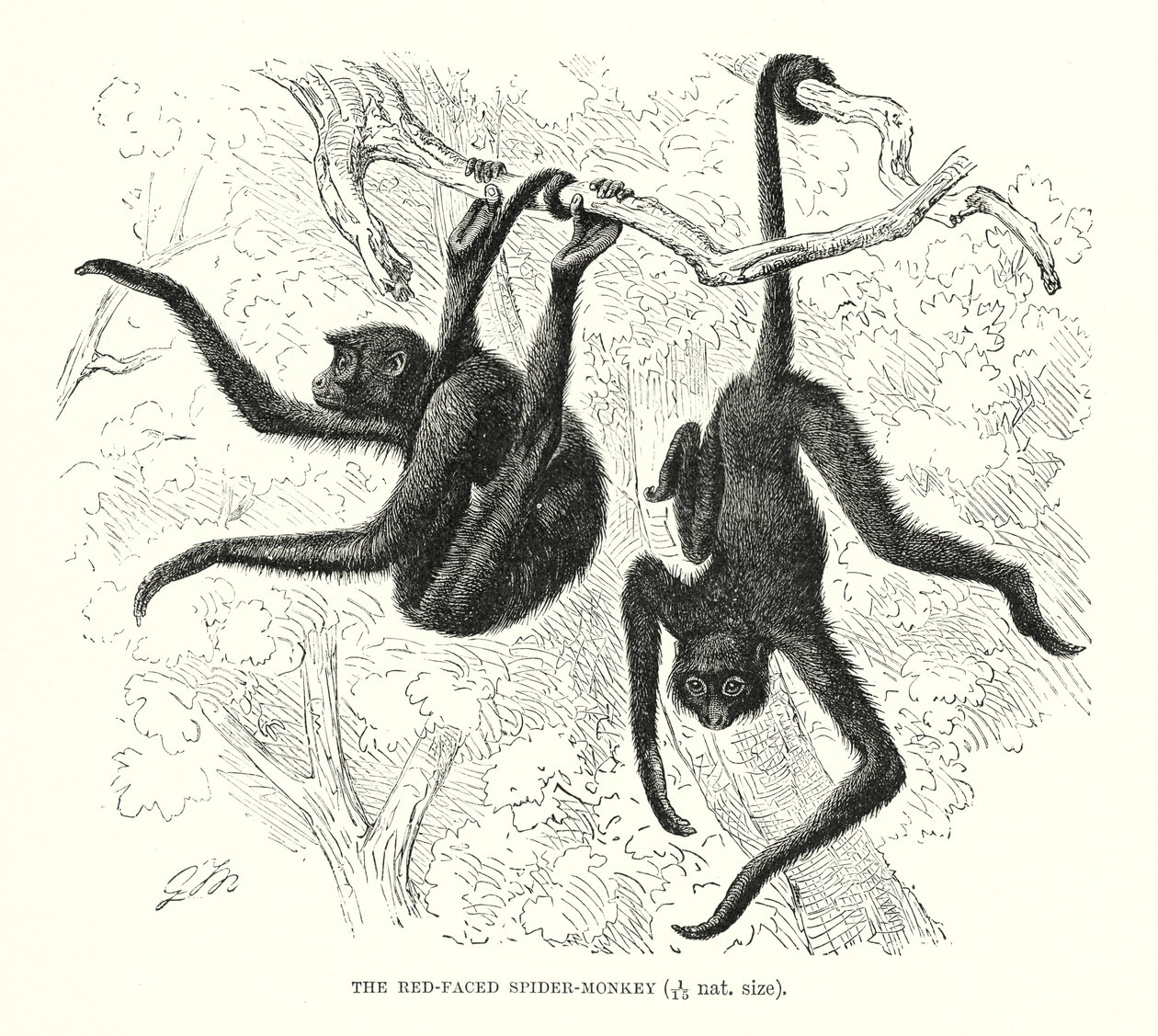 Spinaap met rood gezicht (gravure) door European School