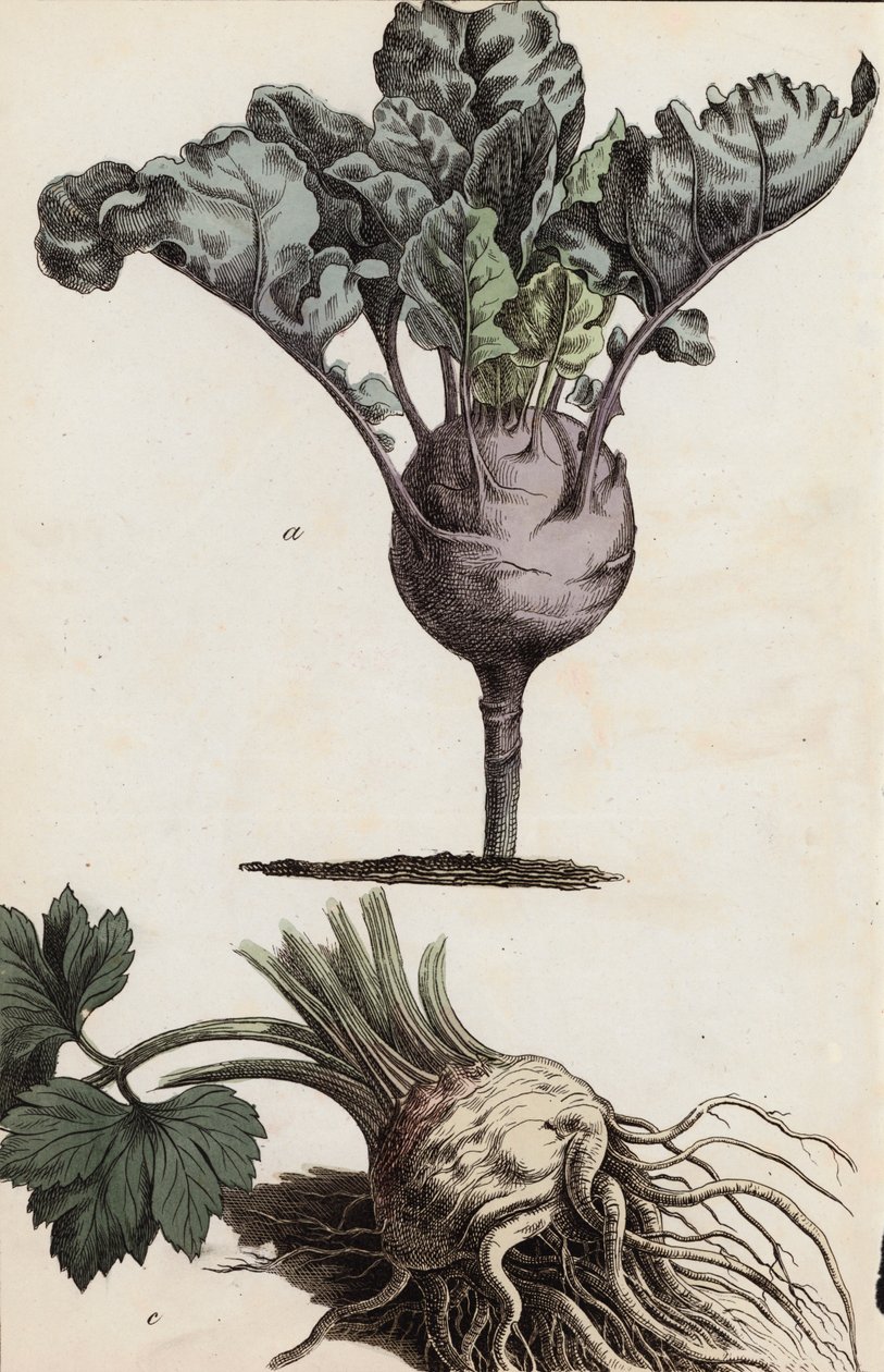 Wortelgroenten (kleurenlitho) door European School