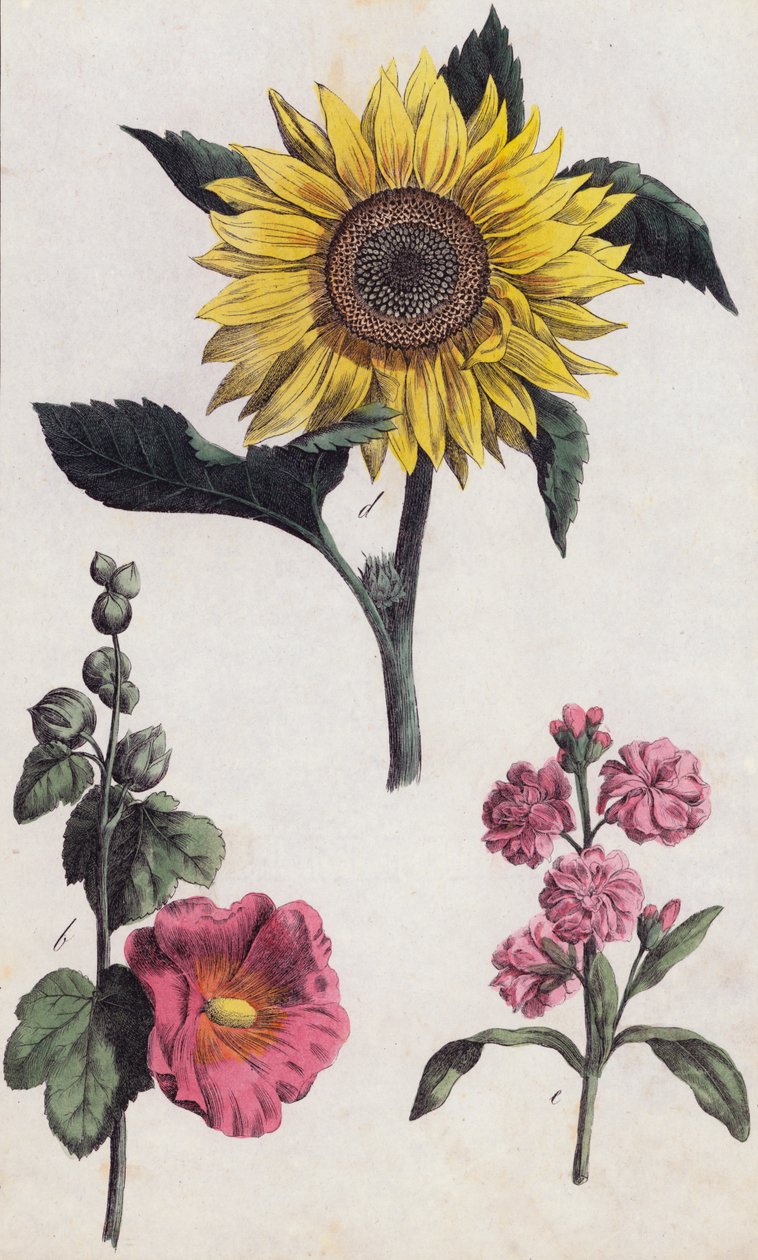 Zonnebloem en stokroos (kleurenlitho) door European School