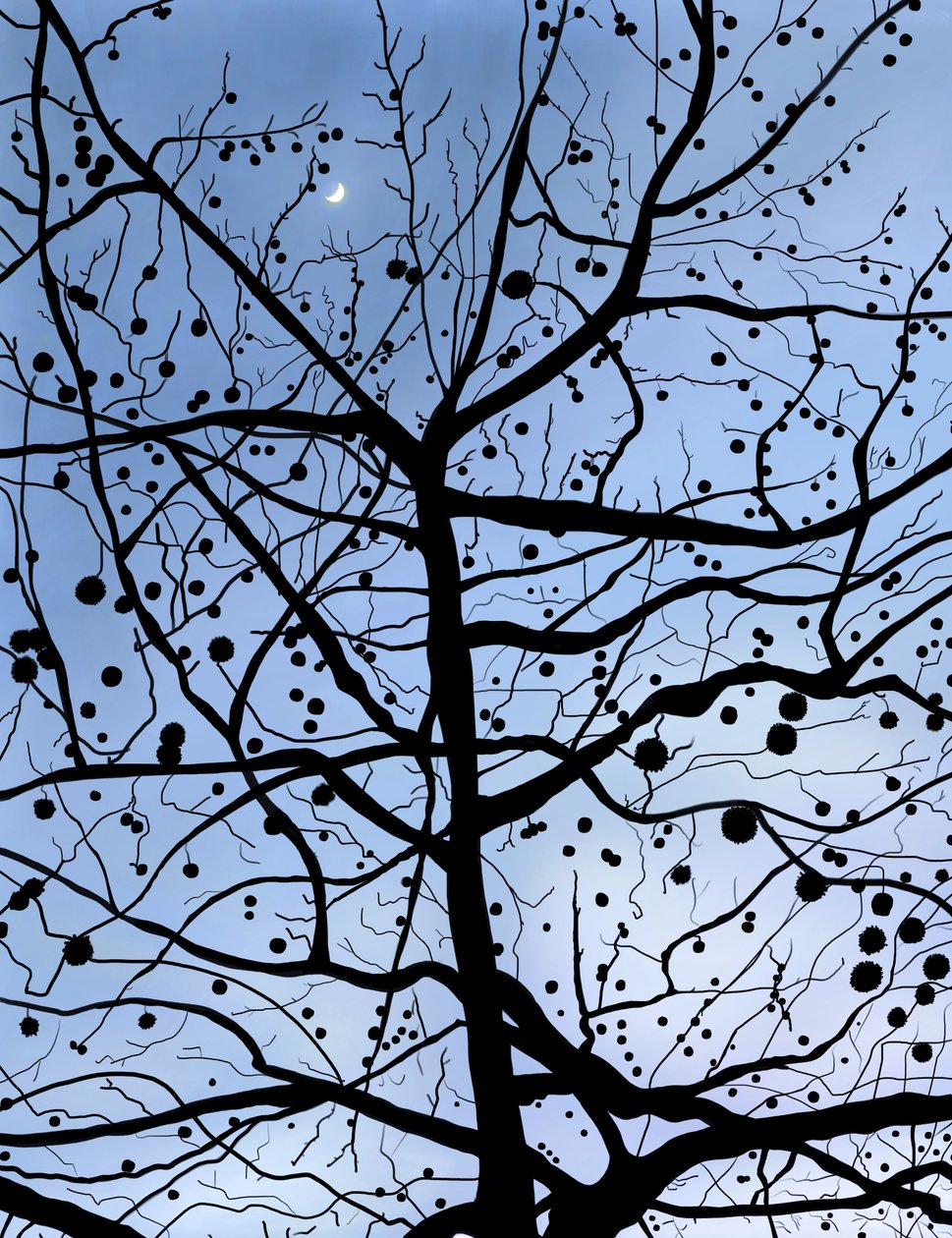 London PlaneTree and Moon, Brooklyn (digitale kunst) door Evan Sklar