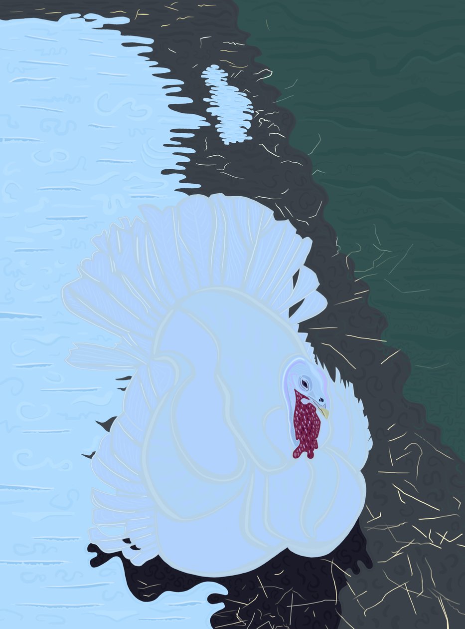 Wit kalkoen in sneeuw op boerderij. (digitale kunst) door Evan Sklar