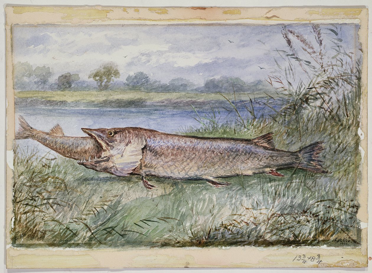 Een Verbazingwekkend Incident met een Jack Pike van 6lbs die probeert een Barbel van 1 34lbs door te slikken gevonden op Monkey Island, 1895 door F.J. Lees