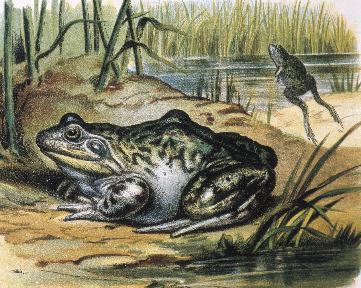 Stierkikker. Ranidae amfibie. Gravure naar een schilderij van F.Padro. Gravure. door F. (after) Padro