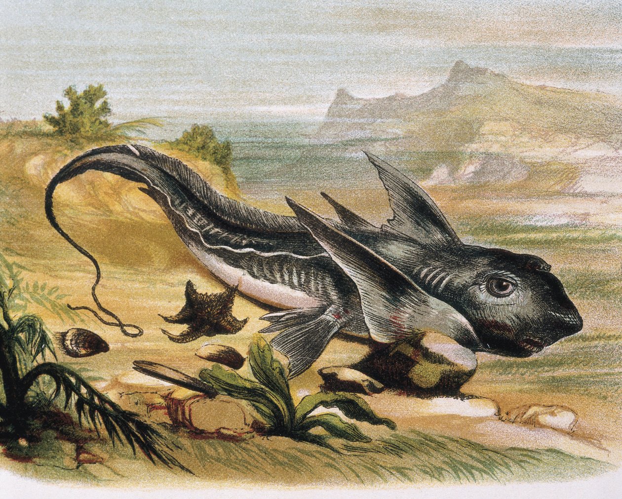 Chimaera (Chimaera arctica) Gravure naar een tekening van F. Padro. Gravure door F. (after) Padro