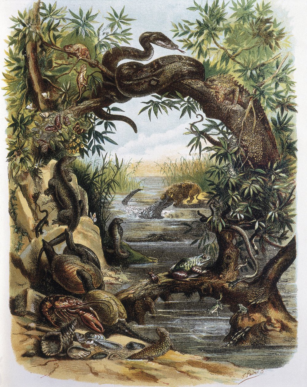 Reptielen en Schaaldieren. Gravure naar een tekening van F. Padro. door F. (after) Padro