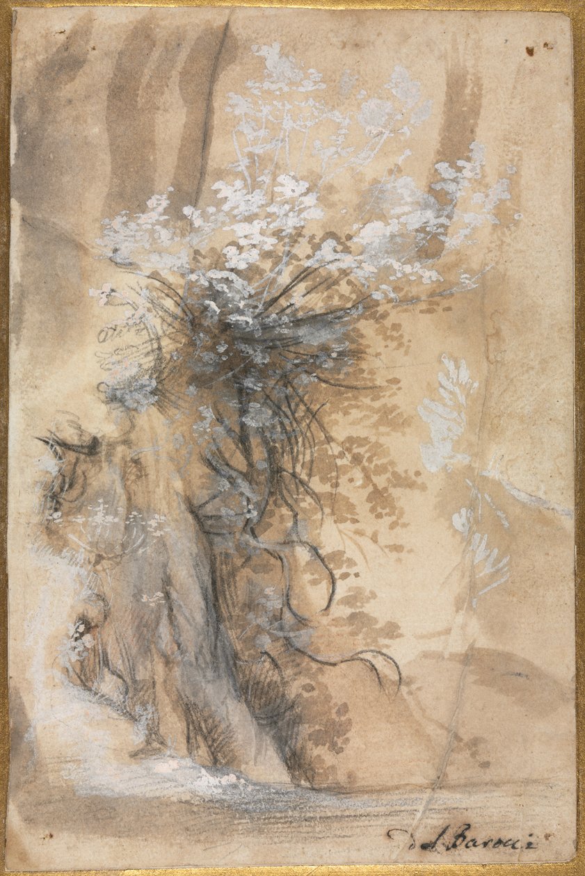 Bloeiende struik boven een geërodeerde oever door Federico Barocci