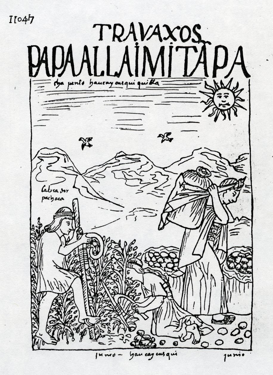 De maand juni, aardappelen oogsten door Felipe Huaman Poma de Ayala