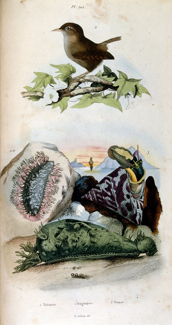 Botanische en zoölogische illustratie door F. E. Guerin. Uit Dictionnaire pittoresque d