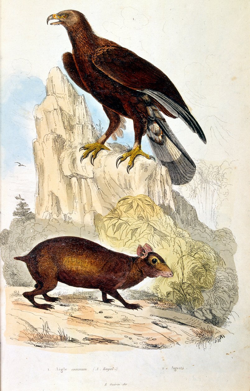 Botanische en zoölogische illustratie door F. E. Guerin. Uit Dictionnaire pittoresque d