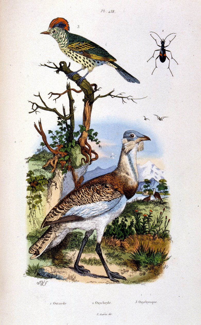 Botanische en zoölogische illustratie door F. E. Guerin. Uit Dictionnaire pittoresque d