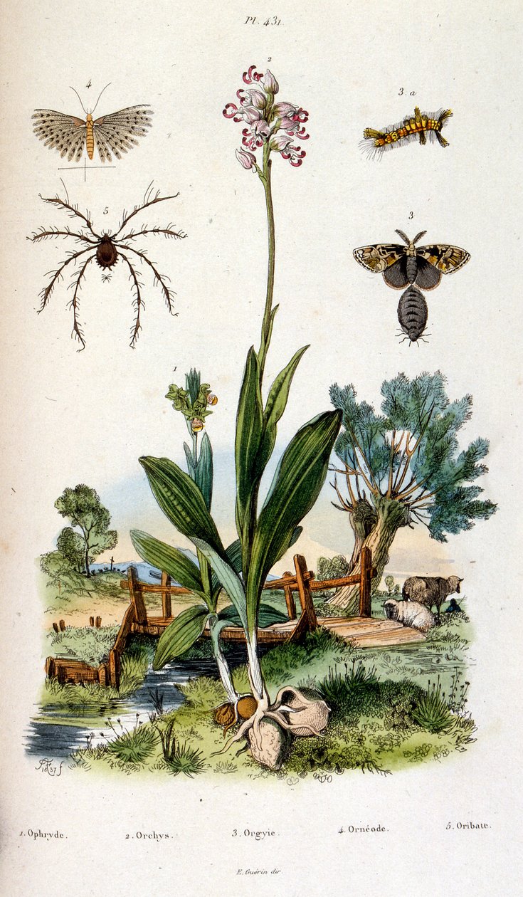 Botanische en zoölogische illustratie door F. E. Guerin. Uit Dictionnaire pittoresque d