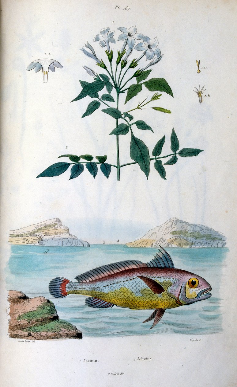 Jasmine (Jasmijn). Johnius (Zwaardvis). Botanische en zoölogische illustratie door F. E. Guerin. Uit Dictionnaire pittoresque d