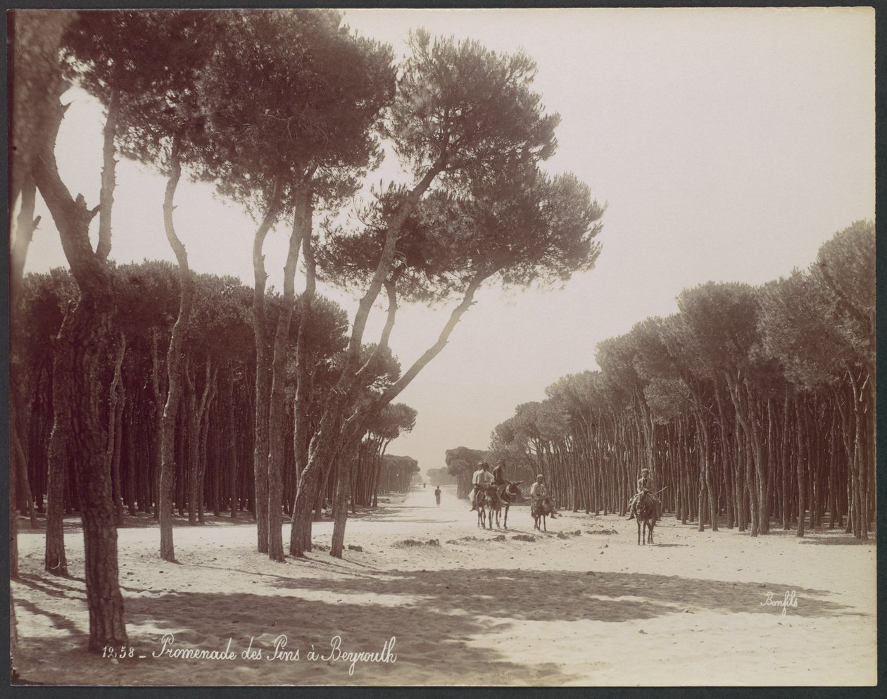 Promenade des Pins in Beiroet door Félix Bonfils