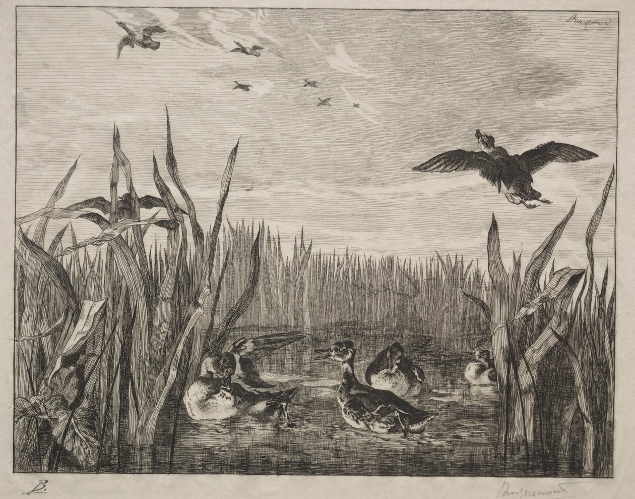 Tafeleend, 1853 door Felix Bracquemond
