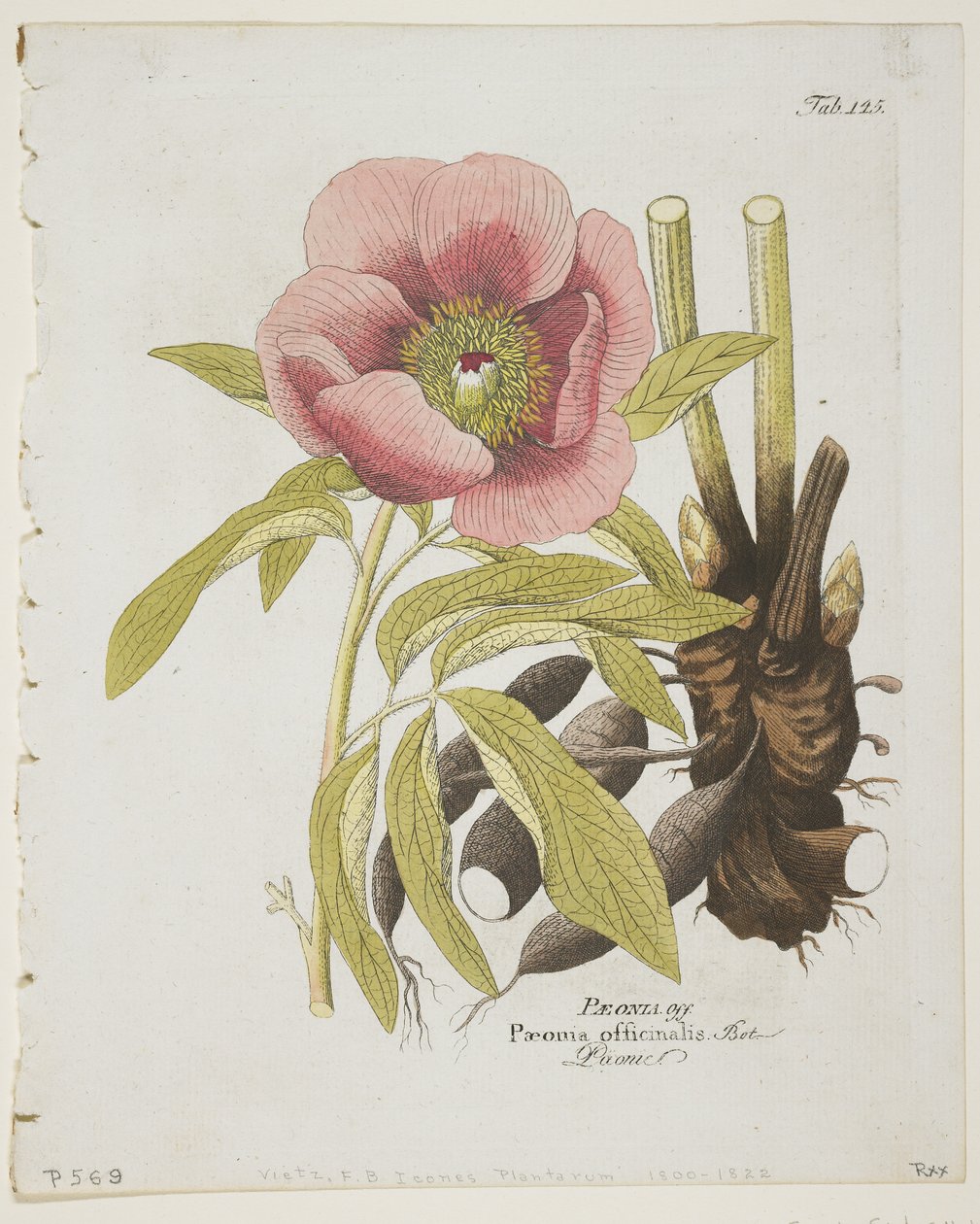 Paeonie, uit Icones Plantarum Medico-Oeconomico-Technologicarum cum Earum Fructus ususque Descriptione, 1804 door Ferdinand Bernhard Vietz