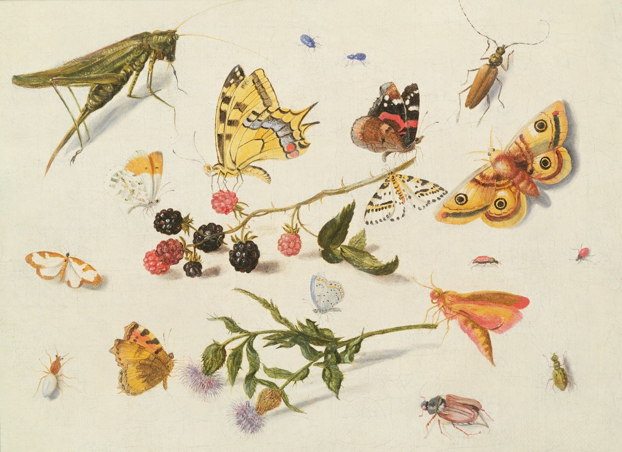 Studie van Insecten, Bloemen en Vruchten, 17e eeuw door Ferdinand van Kessel