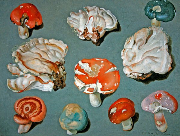 Studies van schimmels door Ferdinand Phillip de Hamilton