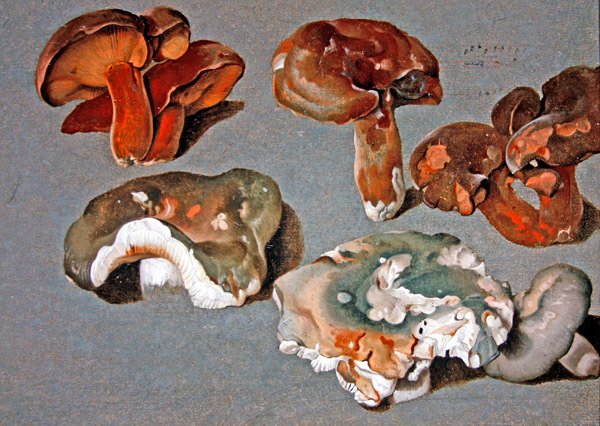Studies van Schimmels door Ferdinand Phillip de Hamilton