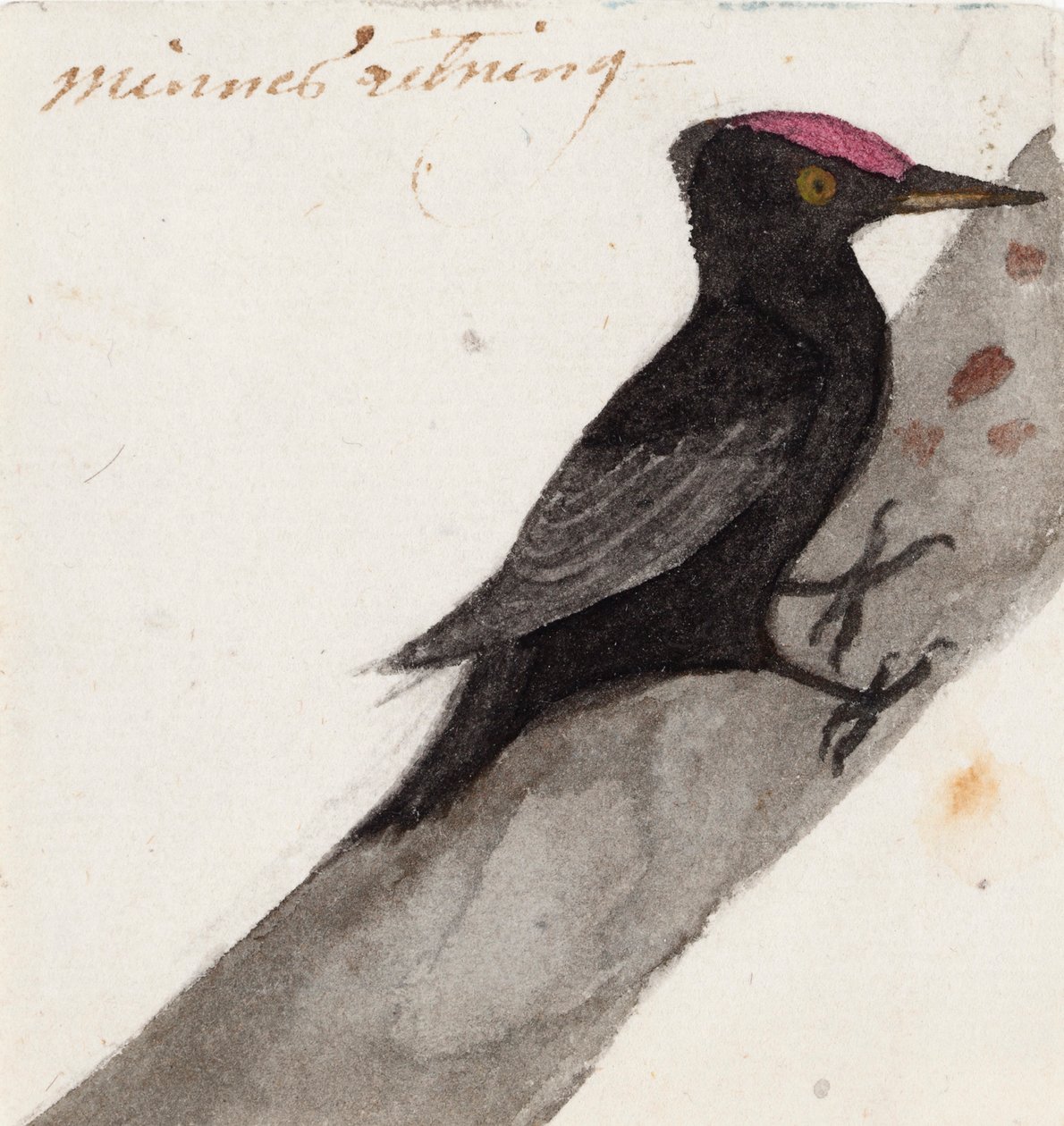 De grote zwarte specht door Ferdinand von Wright