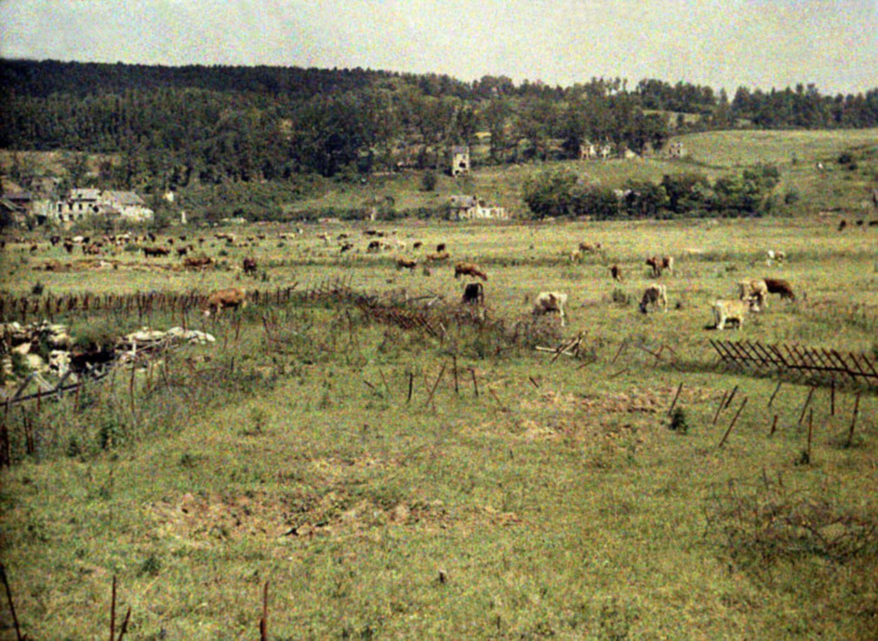 Vee van het Franse leger graast tussen prikkeldraad en loopgraven bij Vauxrot, Soissons, Aisne, Frankrijk, 1917 door Fernand Cuville