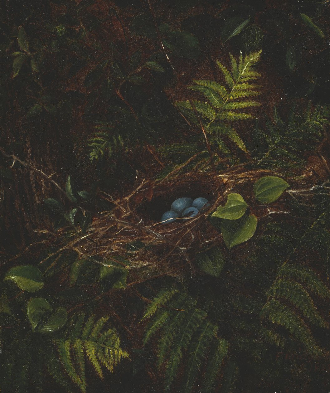 Vogelnest en varens door Fidelia Bridges