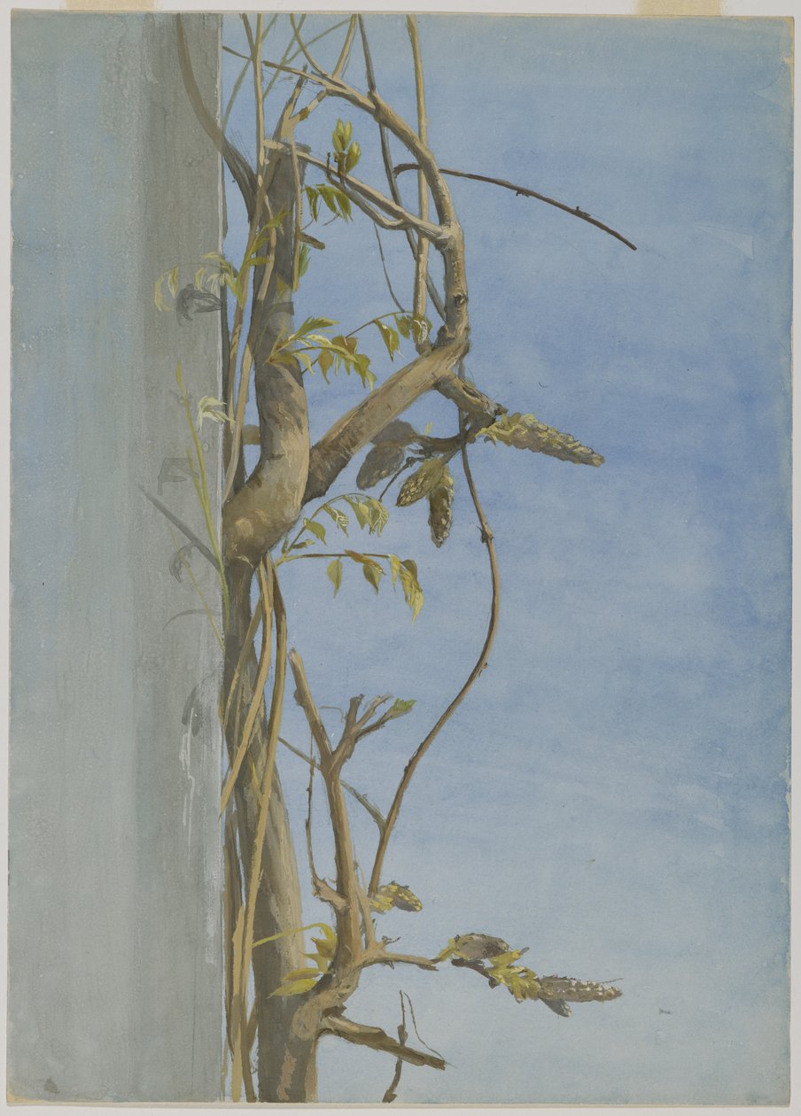 Blauweregen op een muur door Fidelia Bridges