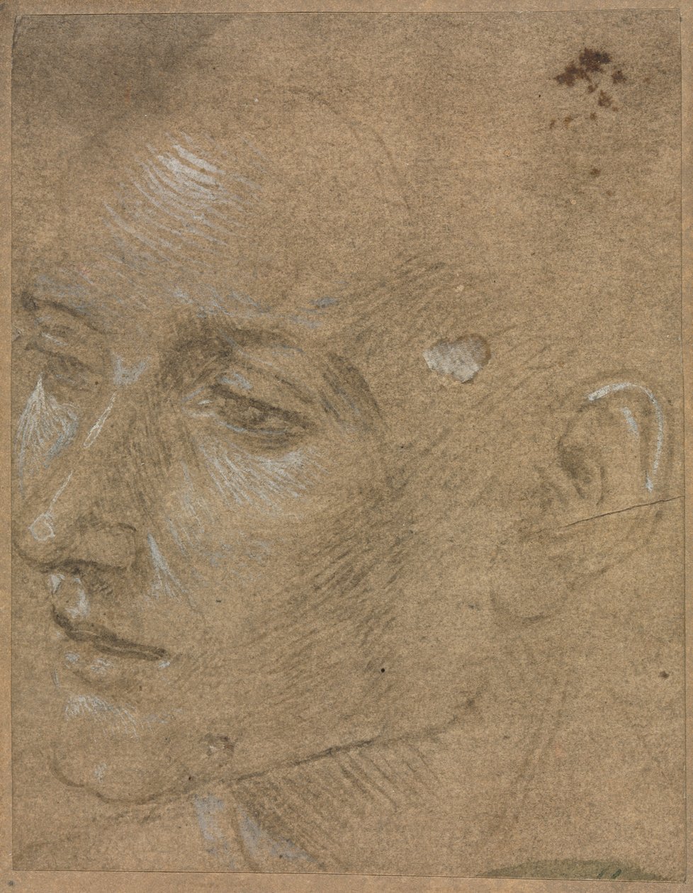 Hoofd van een jonge man, tweede helft 1400s door Filippino Lippi