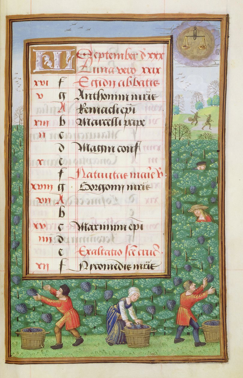 Druiven plukken, kalenderpagina voor september, uit een Getijdenboek, ca. 1500 door Flemish School