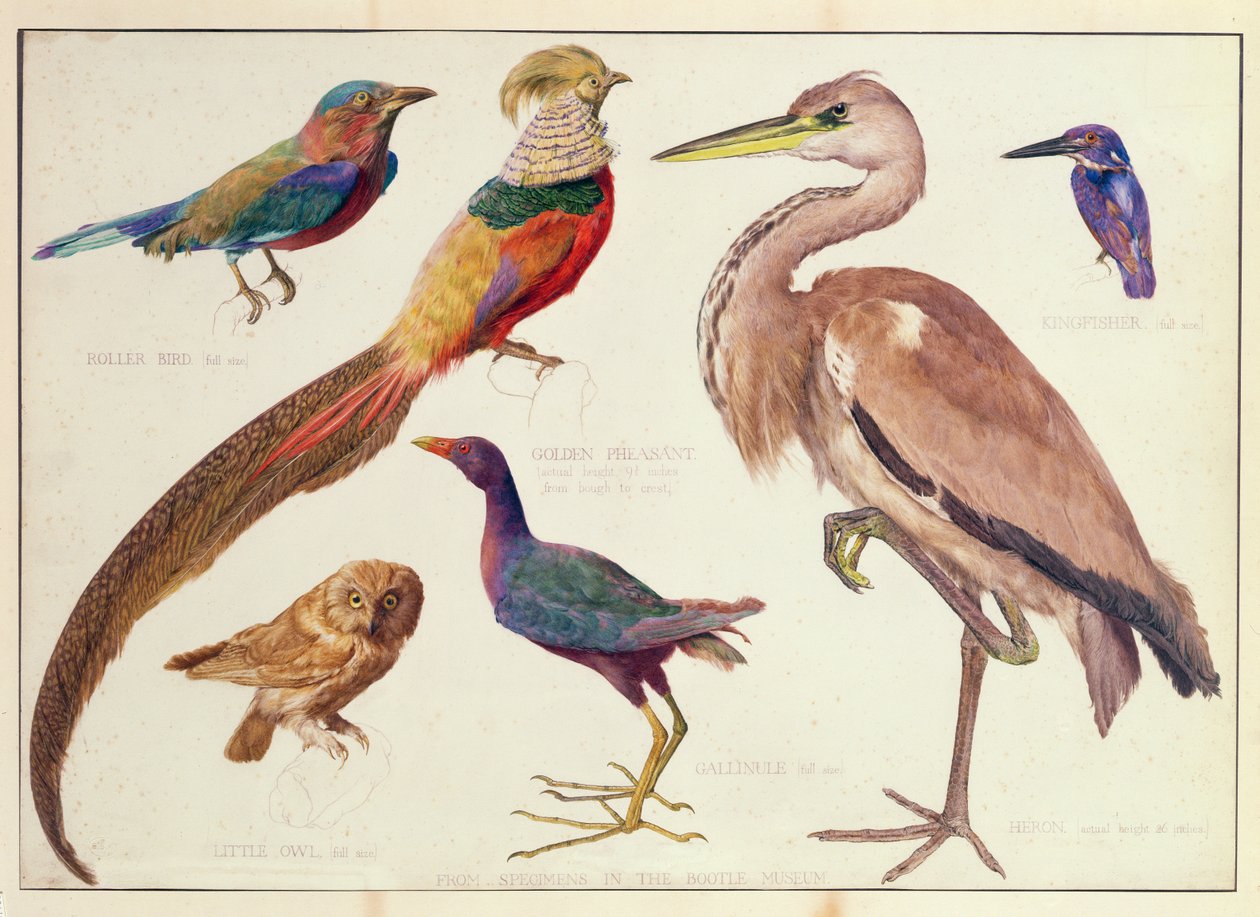 Studies van Vogels uit het Bootle Museum, Liverpool door Florence Emily Bark
