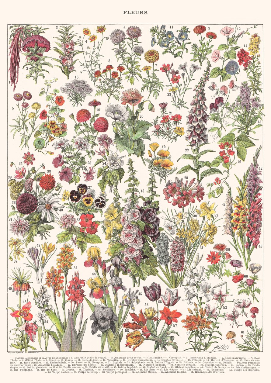 Fleur I - ASTER EDITION, 2023 door Florent Bodart