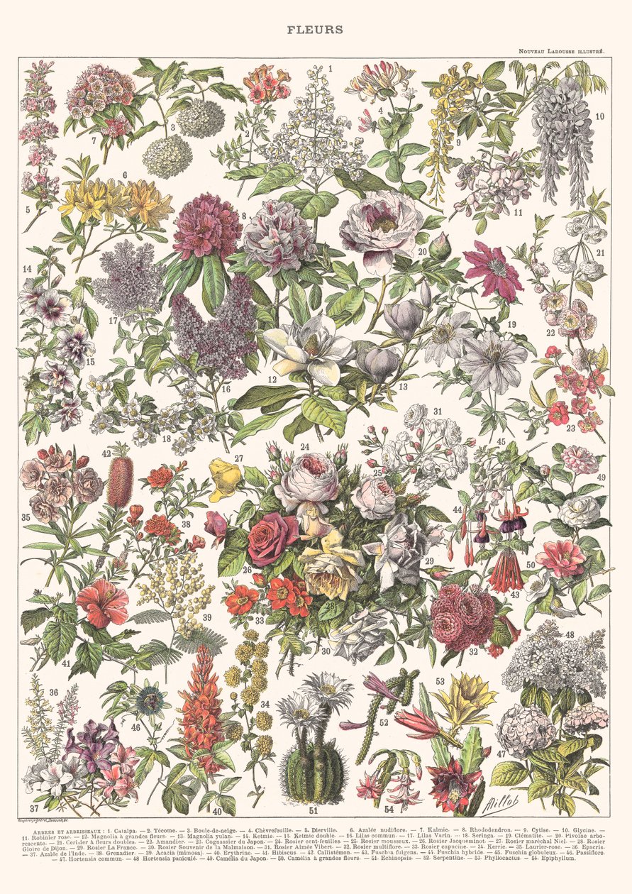 Bloemen II - ASTER EDITIE, 2023 door Florent Bodart